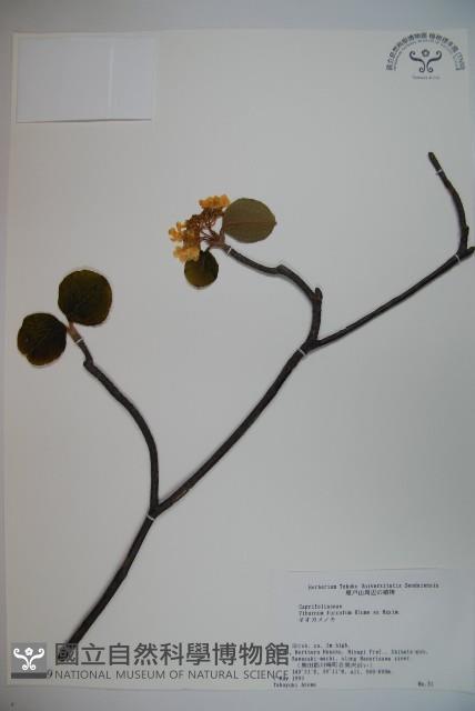 假繡球藏品圖，第1張