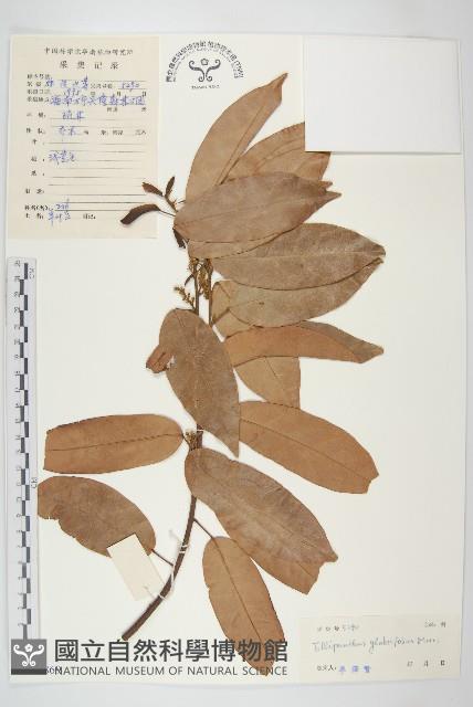 單葉豆藏品圖，第1張