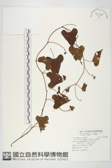 菜欒藤藏品圖，第1張