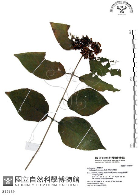 杜虹花，台灣紫珠藏品圖，第1張