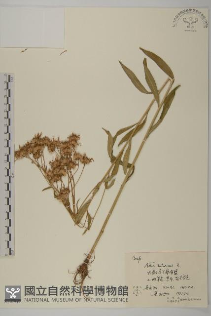 紫菀藏品圖，第1張