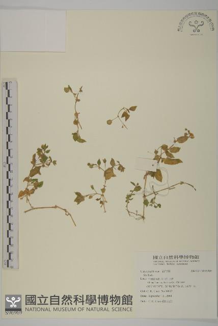 登錄號:S096969藏品圖，第1張