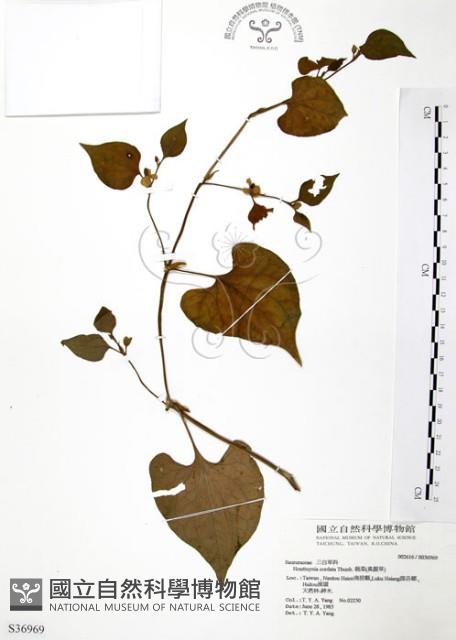 臭腥草、蕺菜藏品圖，第1張