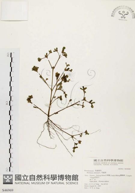 馬齒莧藏品圖，第1張