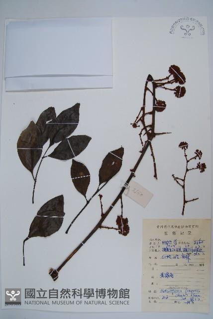 幌傘楓藏品圖，第1張