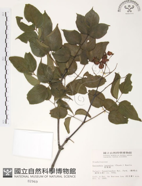 野鴉椿藏品圖，第1張