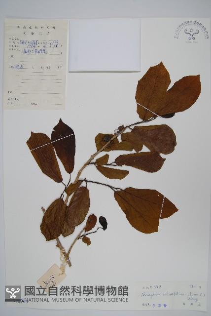 土壇樹藏品圖，第1張