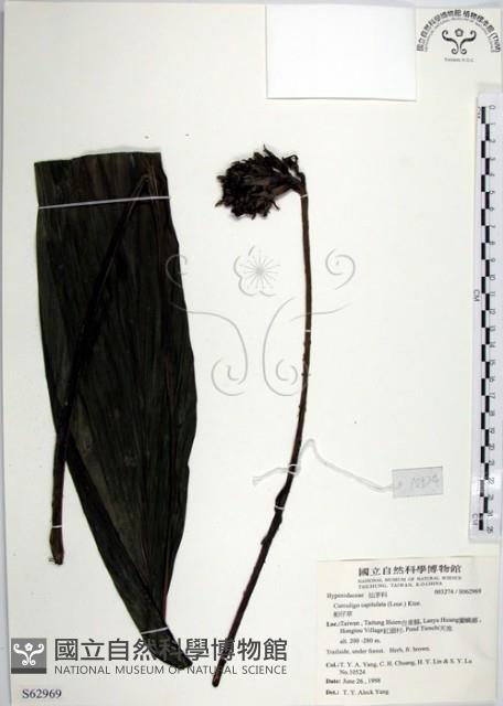 船子草、船仔草藏品圖，第1張