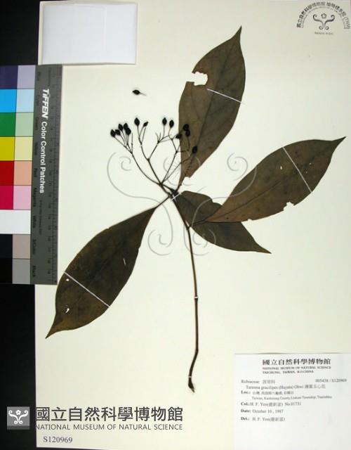 薄葉玉心花藏品圖，第1張