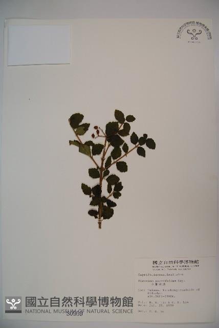 小葉莢迷藏品圖，第1張