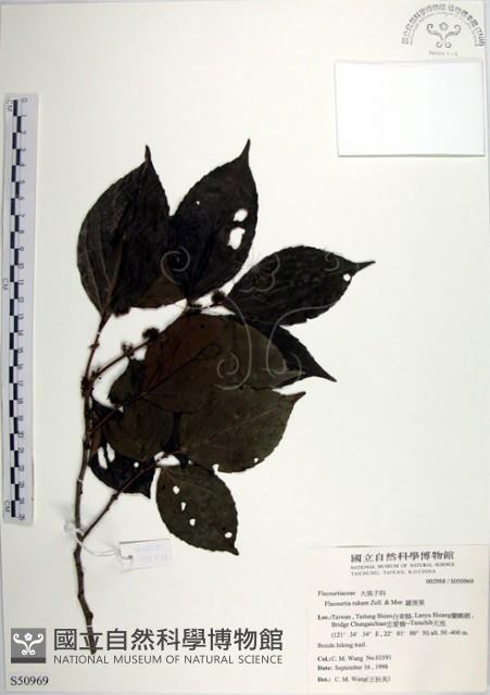 羅庚果藏品圖，第1張