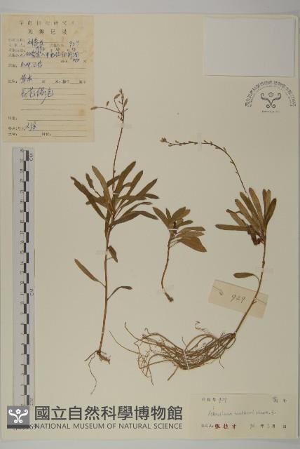 狹葉兔兒風藏品圖，第1張