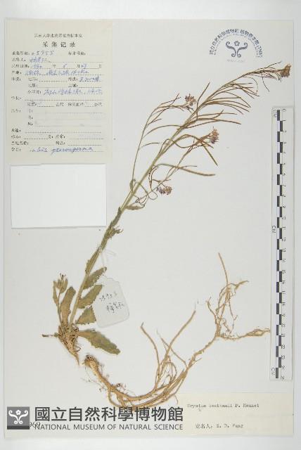 四川糖芥藏品圖，第1張