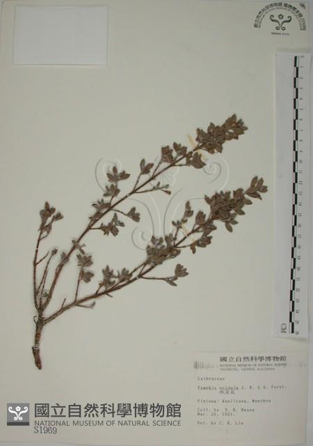 水芫花藏品圖，第1張