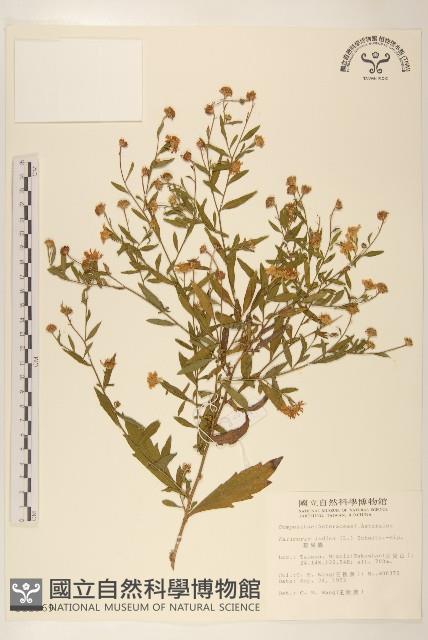 雞兒腸藏品圖，第1張