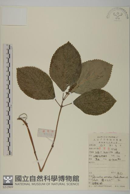 及己藏品圖，第1張