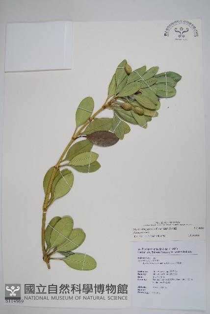 蘭嶼念珠藤藏品圖，第1張