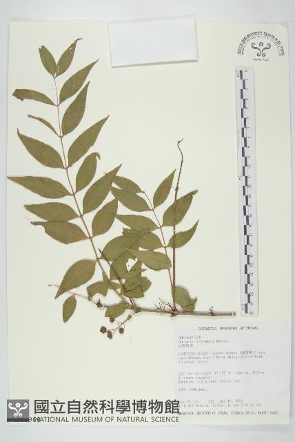 臺灣馬桑藏品圖，第1張