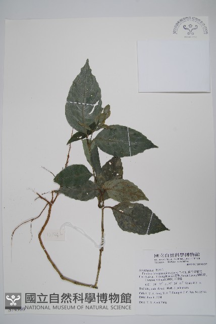 直立半插花藏品圖，第1張