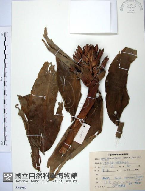 絹毛鳶尾、閉鞘薑藏品圖，第1張