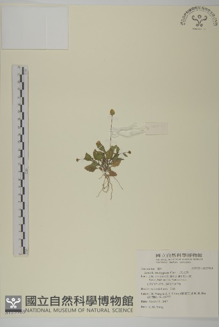 短舌花金鈕釦藏品圖，第1張