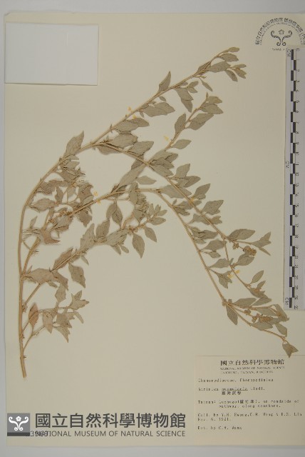 臺灣濱藜藏品圖，第1張