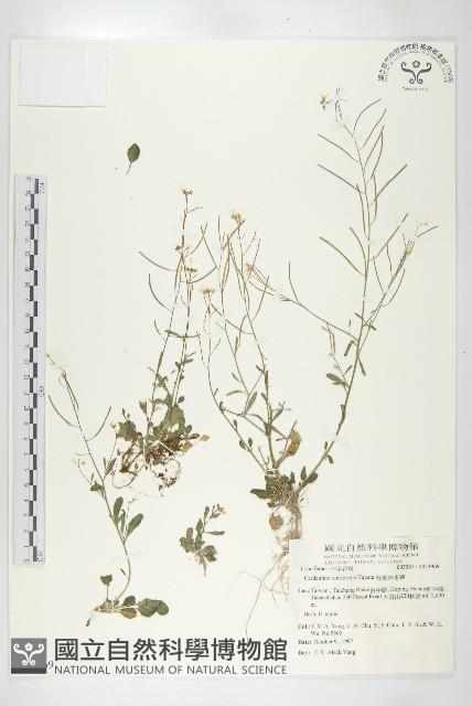 Accession Number:S053969 Collection Image, Figure 1, Total 2 Figures