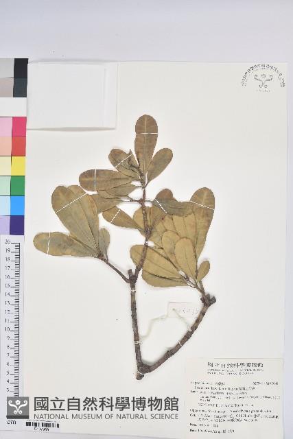 蘭嶼土沉香藏品圖，第1張