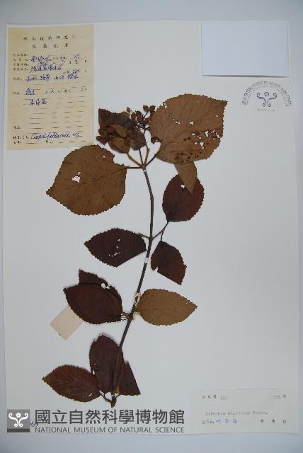 莢迷藏品圖，第1張