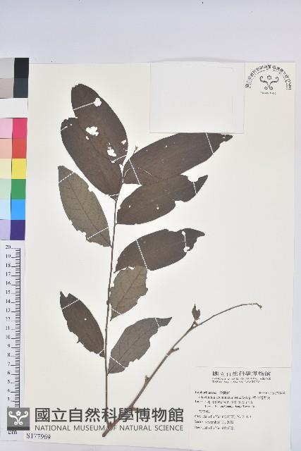 裡白饅頭果藏品圖，第1張