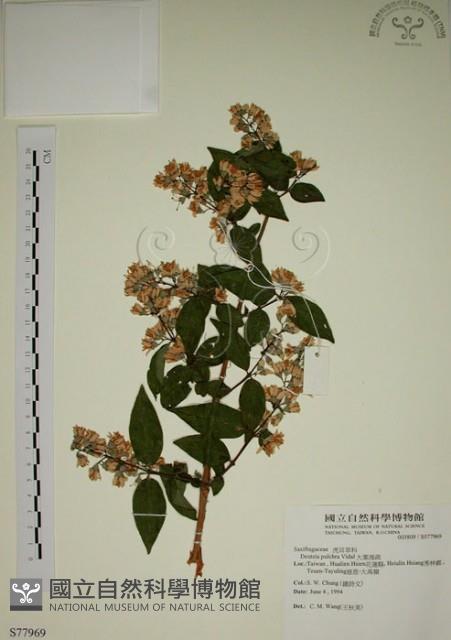 大葉溲疏藏品圖，第1張