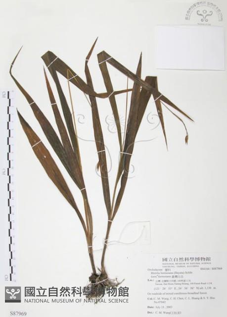 臺灣白及藏品圖，第1張