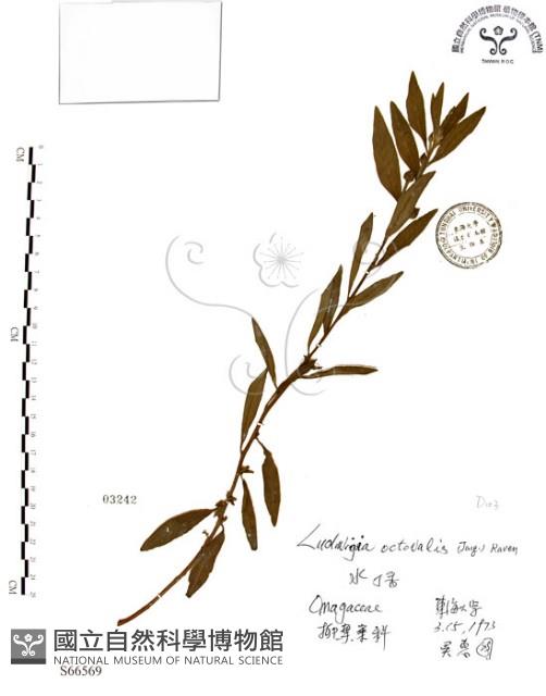 水丁香藏品圖，第1張