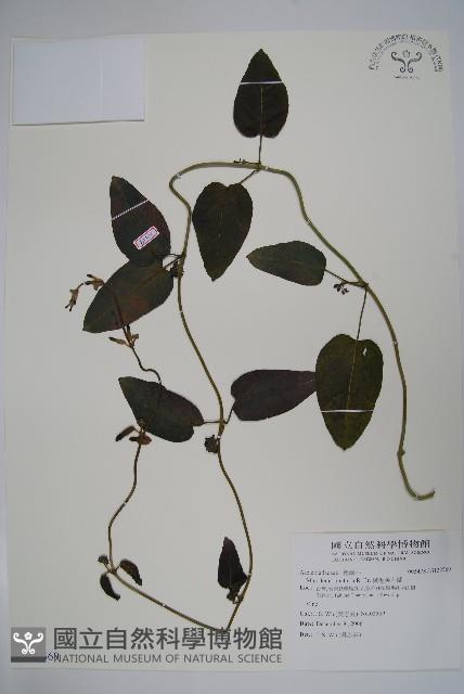 絨毛芙蓉蘭藏品圖，第1張