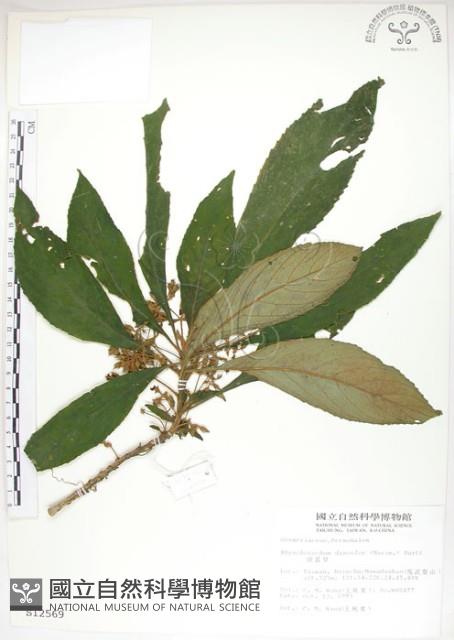 同蕊草、異色線柱苣苔藏品圖，第1張