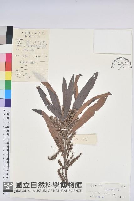 水楊梅、水柳仔藏品圖，第1張