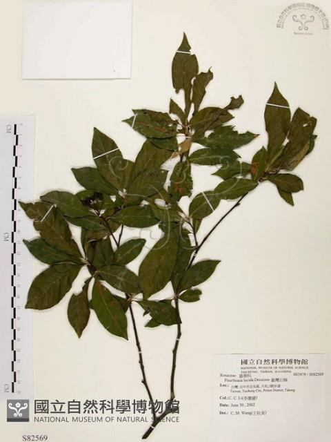 臺灣石楠藏品圖，第1張