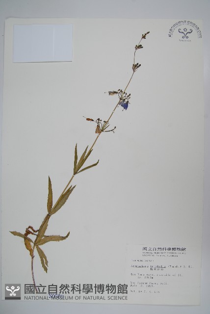 輪葉沙參藏品圖，第1張