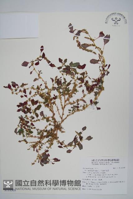 凹葉野莧菜藏品圖，第1張