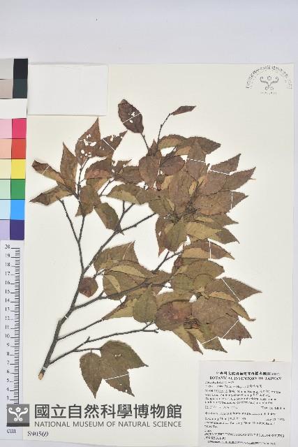 臺灣水青岡藏品圖，第1張