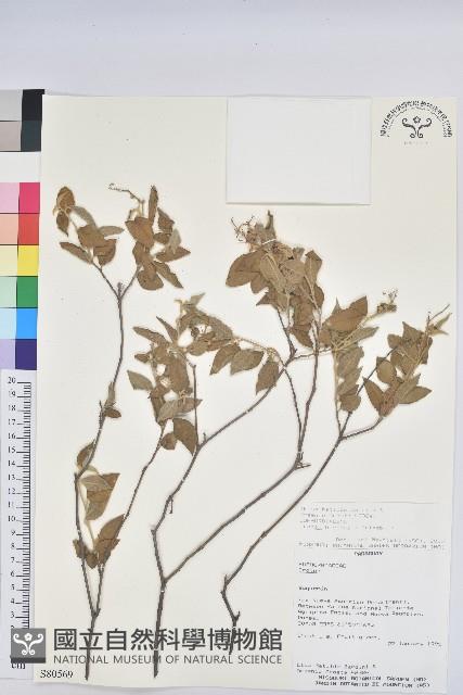 登錄號:S080569藏品圖，第1張