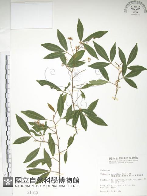 飛龍掌血藏品圖，第1張