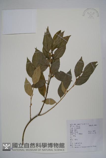 長葉野扇花藏品圖，第1張