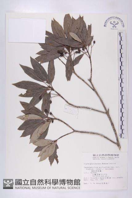 俄氏虎皮楠藏品圖，第1張