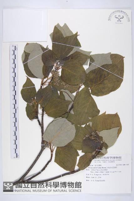 燈台樹藏品圖，第1張