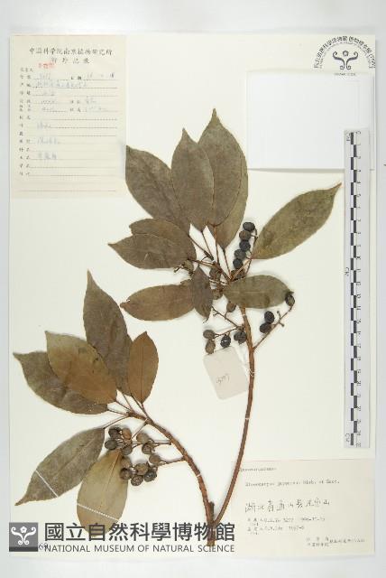 薯豆藏品圖，第1張