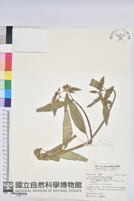 白苞猩猩草藏品圖，第1張