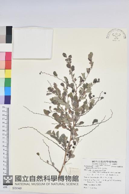 紅仔珠藏品圖，第1張