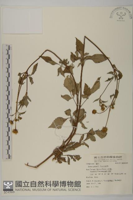 白花鬼針藏品圖，第1張