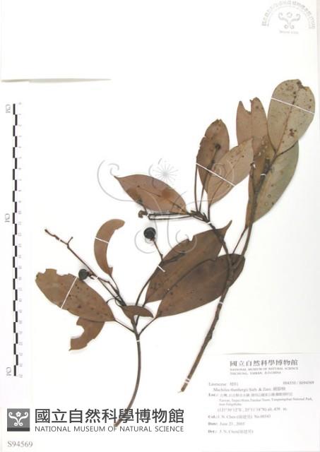 豬腳楠藏品圖，第1張